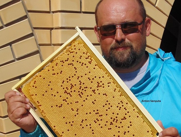 АНТОН СЕНЮТА, апитерапевт, фармацевт, пчеловод. КОНСУЛЬТАЦИИ В ПРИВАТНОЙ ПЕРЕПИСКЕ В ВК