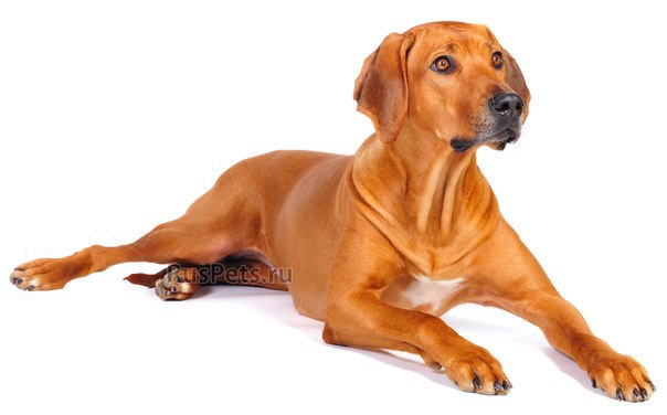 Огневка при постинсультной эпилепсии 